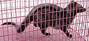 'A Young Civet Cat in a Cage in Krabi' by Asienreisender